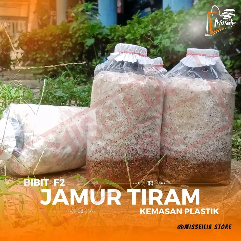 Bibit Jamur Kuping Hitam f2 siap tanam ke media tumbuh Benih jamur komposisi dedak  Padi dan Jagung bibit jamur tiram serbuk tabur benih jamur tiram gratis kayu Sayur beli 6