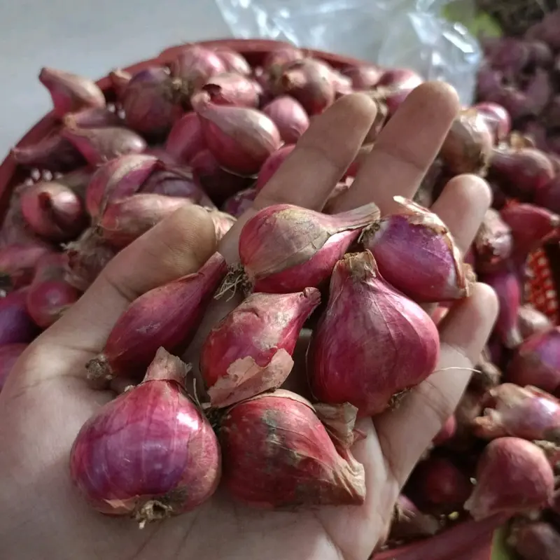 Bawang Merah Asli Probolinggo 1Kg Ukuran Tanggung Kasar Rasa Khas Daerah 2