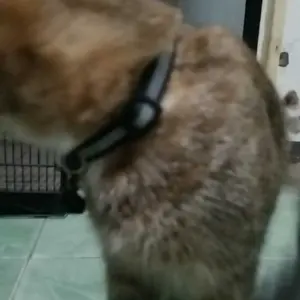 Kalung Hewan Lonceng Pita Leher Kucing Anjing Cat Collar Dengan Buckle