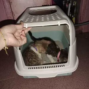 Litter Box Tertutup Dengan 2 Sisi Pintu - Bak Pasir Kucing Free Sekop - Cat Toilet Full Tertutup - Tempat Pup Kucing - Litter Box Kucing Kecil Dewasa - Bak Pasir Kucing Dengan 2 Sisi Pintu Terbuka - Tempat Kucing Poop / Pipis
