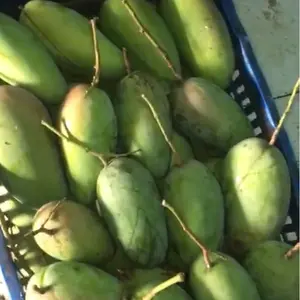 MANGGA KIOJAY JAKARTA ( BARU PETIK ) FREE BUMBU