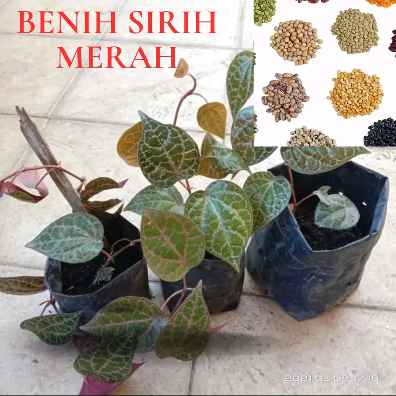 Benih Sirih Merah (Bbt Sirih Merah) 1