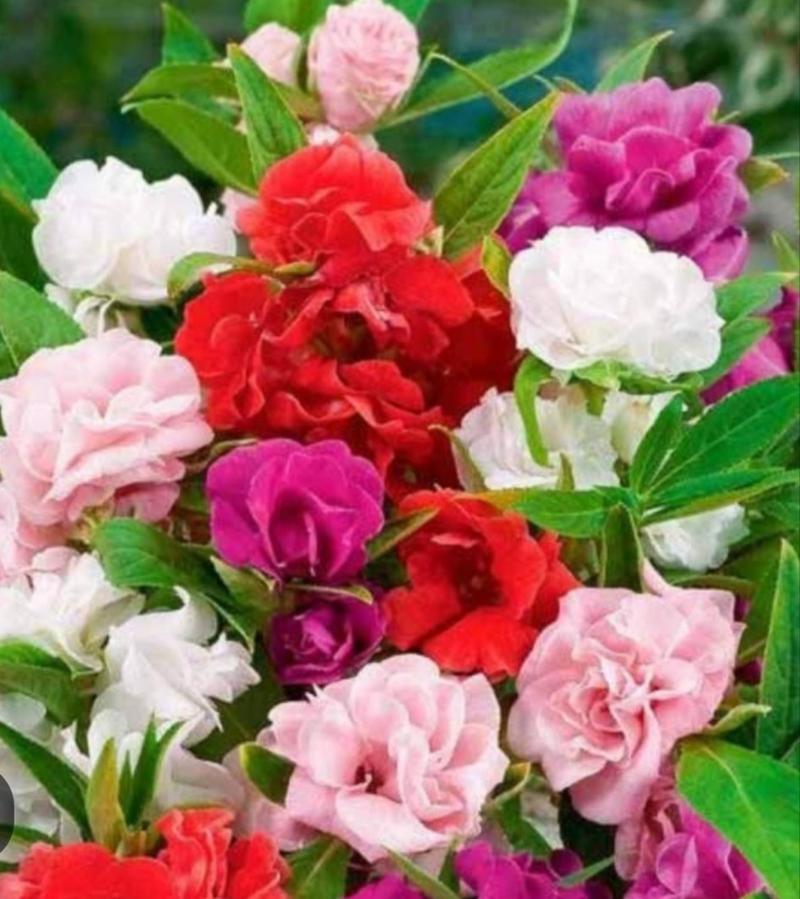 Product Introduction of biji benih tanaman bunga pacar air tumpuk mix warna siap semai 25