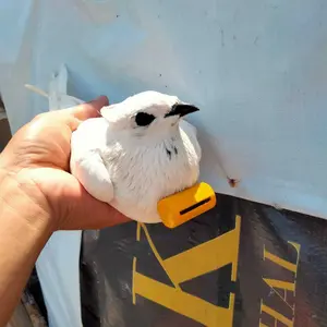 Sawangan Merpati Nyaring Hotang Pluit Hontang Burung Dara Terbaik