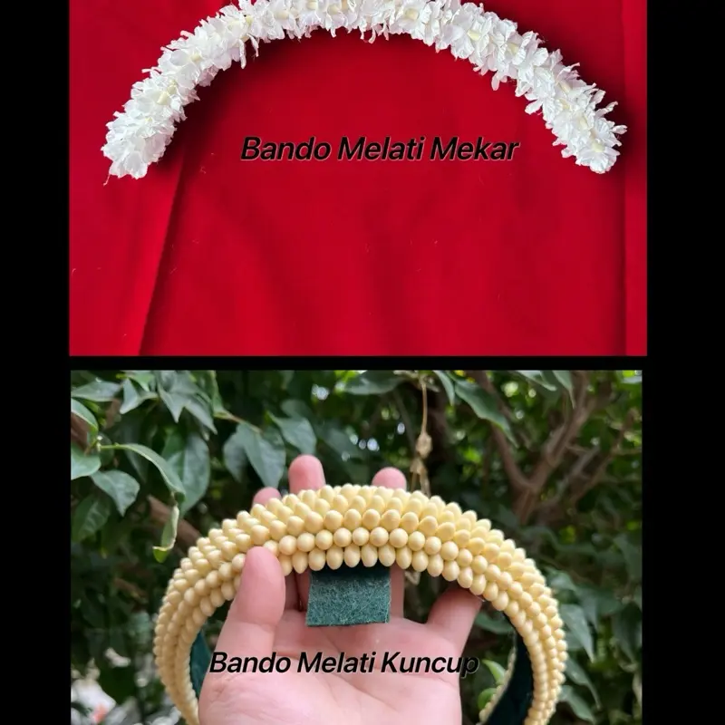 keket/sisir Sunda kuncup&mekar