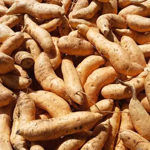 uni madu cilembu ares isi 15-20 biji manis legit.