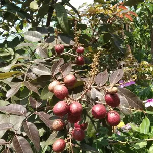 Bibit Kelengkeng Merah okulasi