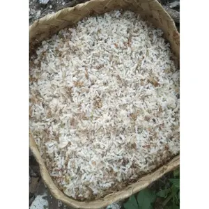 kroto segar untuk burung umpan pancing