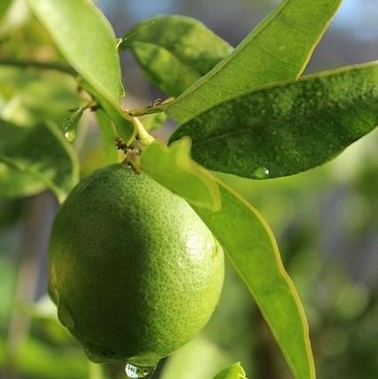 Jeruk Nipis 1 KG Isi 22 Buah Untuk Perasan Wedang Soto Gultik Gulai Kecut 3
