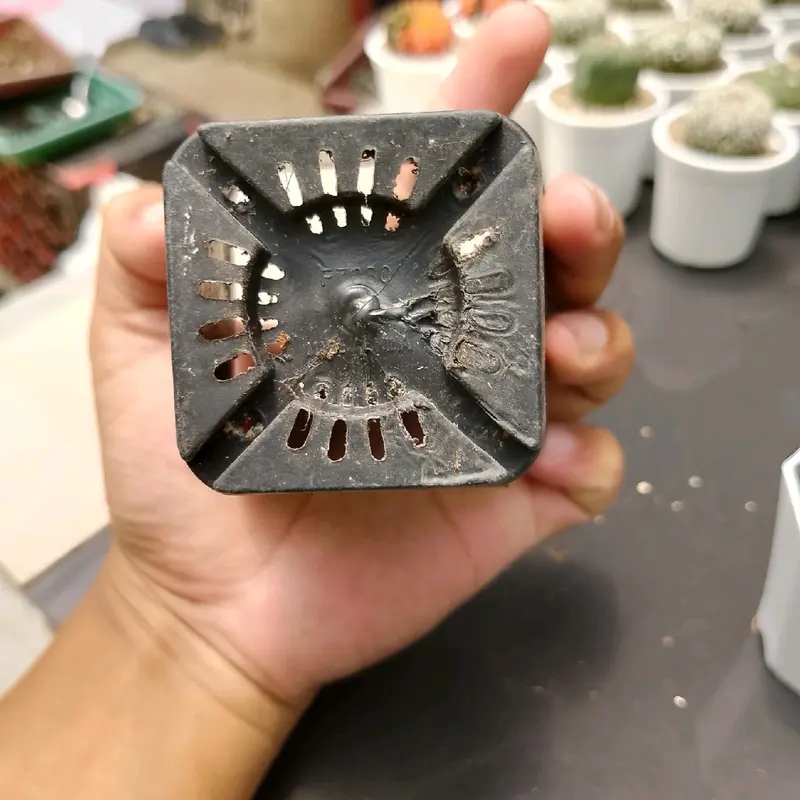 pot hitam kotak ukuran 10 cm cocok untuk tanaman 3