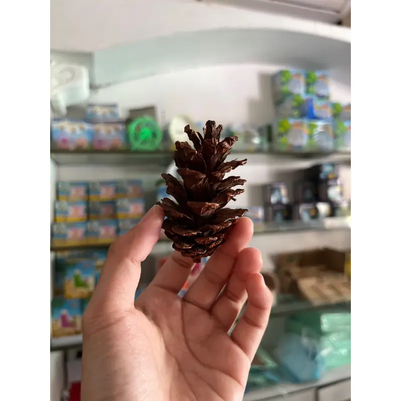 Pine cone Chew toys gigitan hamster alami gnawing wood