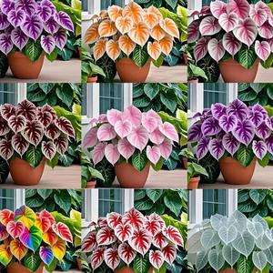 Semillas de Caladio,500 Granos,Variedades Mixtas,Hojas Coloridas Vibrantes,Fácil de Cultivar,Decoración Fresca para Jardines y Hogar