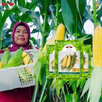 Gambar Benih Jagung Manis Nb super F1 panah merah Cap PanahMerah - Jagung NBSUPER Tanaman dari PUROTANI.ID Kab. Purworejo 1 Tokopedia