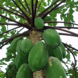 Buah pepaya Wulung pepaya ungu muda segar 500 gram