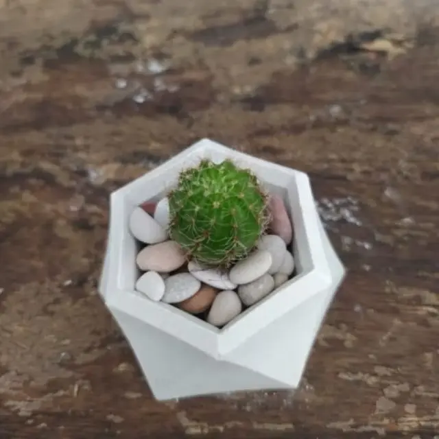 Paket lengkap kaktus sukulen POT HEXASHAPE artificial 1