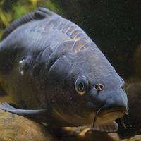 Gambar Boostrike - Essen Ikan Mas Aroma Jagung Bakar Susu Sereh Asli Paling Gacor, Essen Oplosan Ikan Mas Amis Wangi Gurih Spesial, Essen Ikan Mas Babon Rame Paling Ampuh Anti Boncos Umpan Pancing Mancing Lele dari Boostrike Kota Tasikmalaya 3 Tokopedia