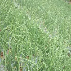 Bawang Merah Lokal 1Kg Langsung Dari Tangan Pertama Pedas Dari Petani Garut Jawa Barat Dengan Dus Dan Jaring Aman Terbatas