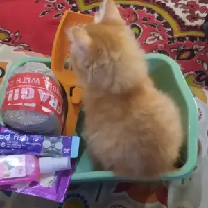 Parfum Hewan Kucing Anjing Hamster Kelinci Non Alkohol - Wangi Tahan Lama Shampoo Kucing
