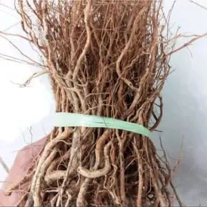 100gr akar kayu senggani cover lilitan bonsai aquascape