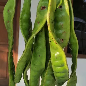 PETE PADI SORTIR/RIJEK ASLI WONOGIRI  BERGARANSI