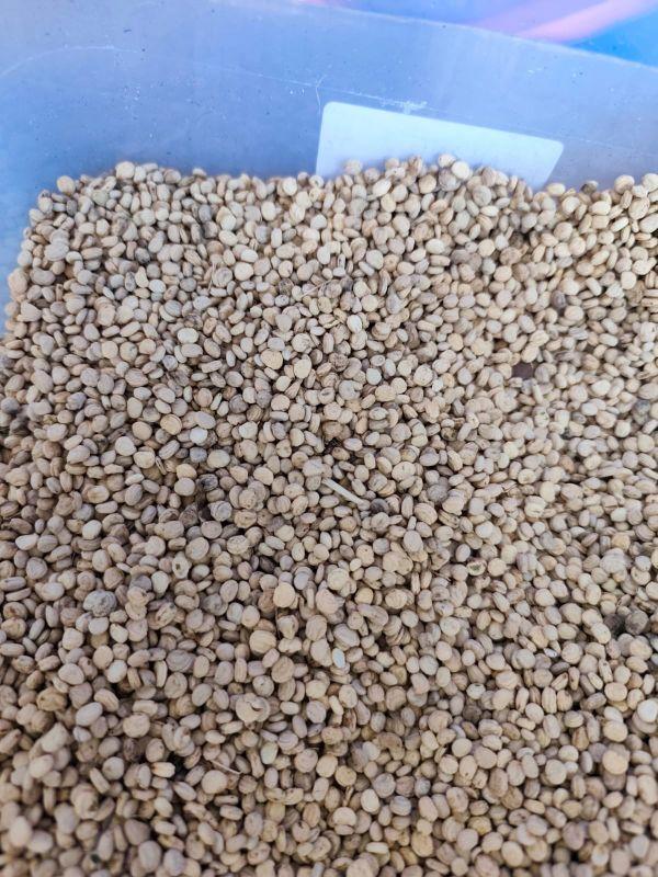 10 Butir Biji Benih Tanaman Ginseng merah Korea (Kemasan Repack Plastik Klip)