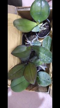 Product Review of pot plastik ANGBUL KUALITAS BAGUS dapat 3 (HKM-B/SD) from F**a 0
