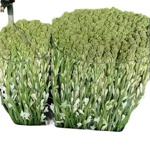 10 tangkai bunga sedap malam segar wanggiii spesial. pesan sekarang langsung kirim