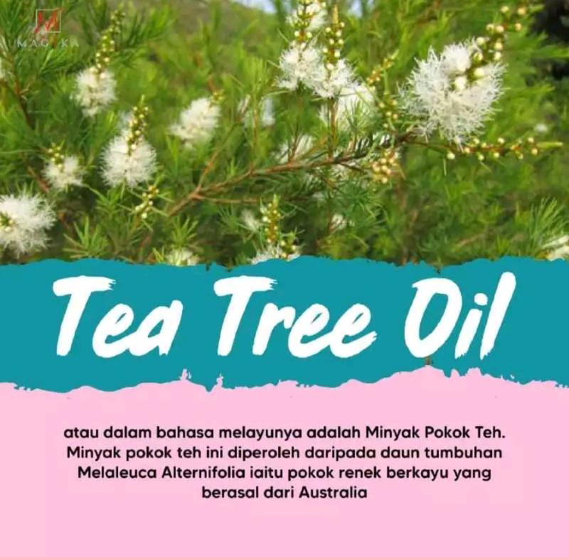 Product Introduction of MAGIKA BECURE HOT LOTION ORIGINAL HQ Body Care Tea Tree 3