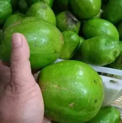 Buah Kedondong Kriuk 1kg Manis Segar Dan Enak kriuk kriuk 6