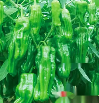Thin skin pepper seeds Tiger skin wrinkled skin pickled pepper Wuhu pepper pepper pepper seed pepper vegetable seedlings thin spicy