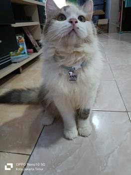 Product Review of Kalung Kucing Bahan Kulit Bisa Costum Nama from u**s 2