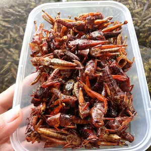 cemilan makanan belalang kayu goreng crunchy gurih makanan khas daerah dengan protein tinggi cocok untuk cemilan atau lauk yang diolah dengan bumbu tradhisional tidak menggunakan pengawet dengan bahan2 piilihan dari petani lalu Food Kerupuk Snacks Pedas