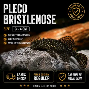 Ikan hias pembersih pleco L144 bristlenose size 4-5 cm cocok untuk pembersih alami dan hiasan aquarium