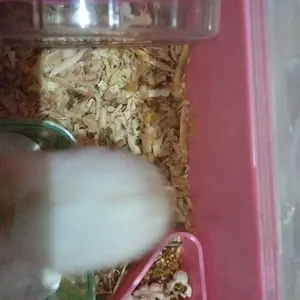 Mainan Hamster Stik Apel size S, Natural Apple Orchard Chew Stick