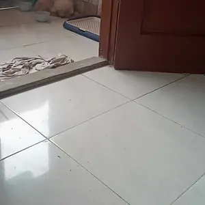 【kola panda】Anjing Toilet Anjing Tablet Gaya Terlepas Pelatihan Anjing