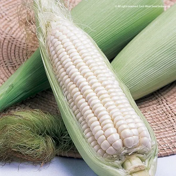 Jagung putih kering kemasan 1kg bersih.. 1