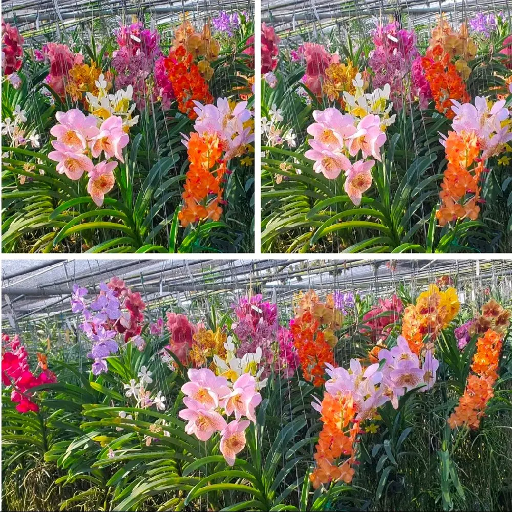 varian anggrek thailand spesial koleksi