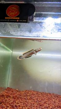 Product Review of alat sticker Limbata rim tebal from #**a 1