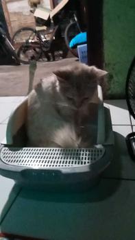 Product Review of ANGOLA Cat Litter Box M06 Tempat Bak Pasir Kucing Tempat Pup Toilet Kucing from s**a 0