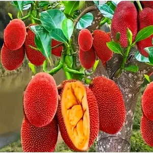 Promo Beli 2 Gratis 1 Varietas Bibit Nangka Merah Thailand Kualitas Terbaik untuk Taman Anda Tisu