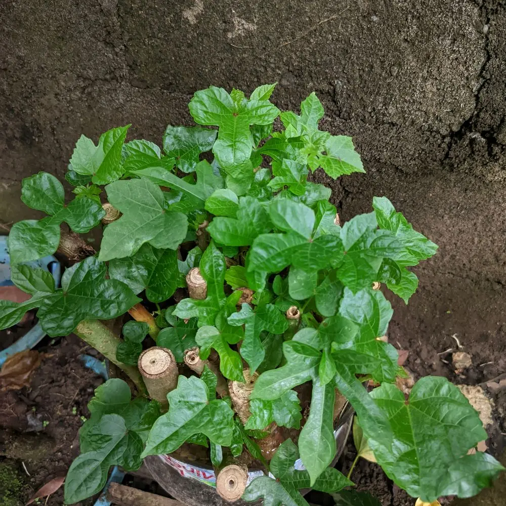 singkong Papua muda super per 10batang uk 20cm-40cm