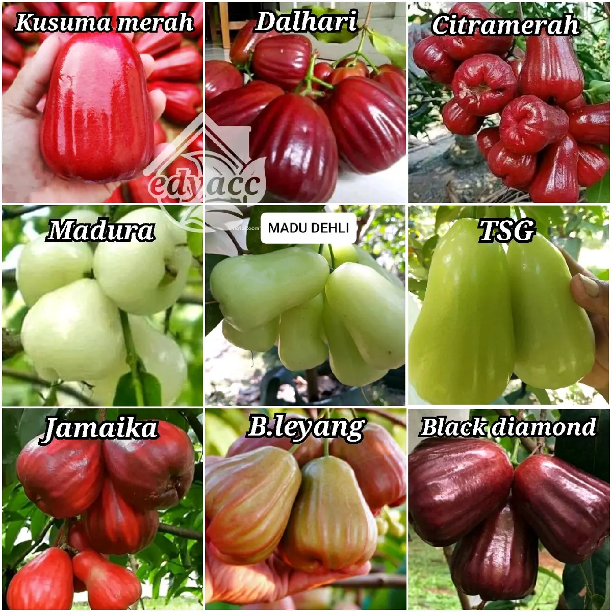BIBIT JAMBU AIR macam" jenis