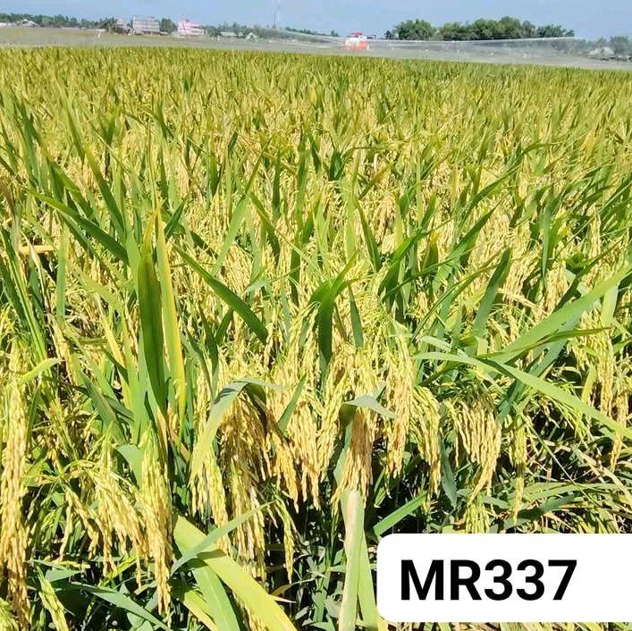 Benih padi MR337 Original 2