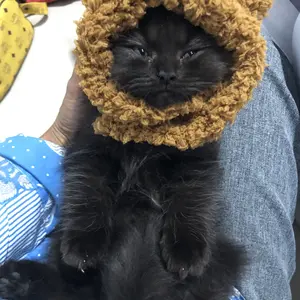 Topi Kucing Anjing Motif Beruang kelinci Lucu Bahan Lembut dan Nyaman untuk Hewan Peliharaan Anda