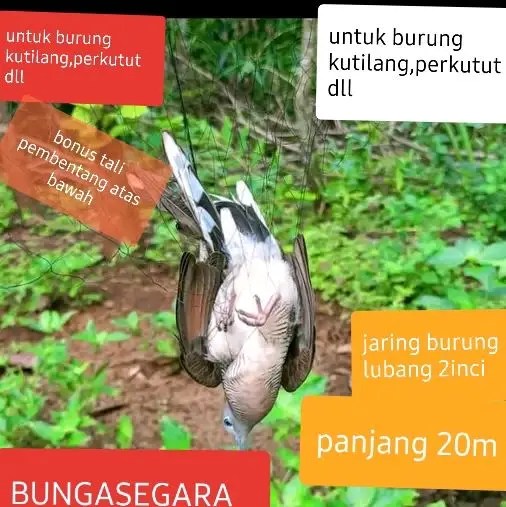 jaring burung perkutut,kutilang dll,lubang 2jari lebar 2,5m panjang 20m sudah plus tali pembentang atas bawah.