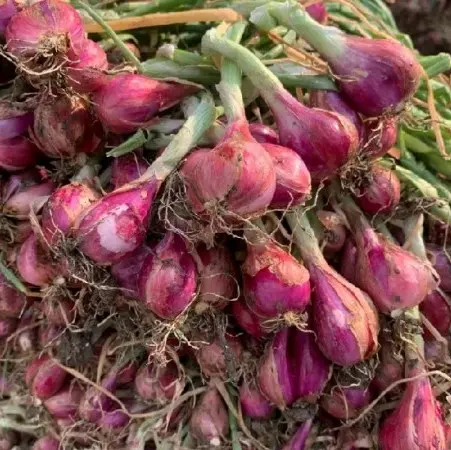 Bawang merah sedang kering 1kg bumbu masak 2
