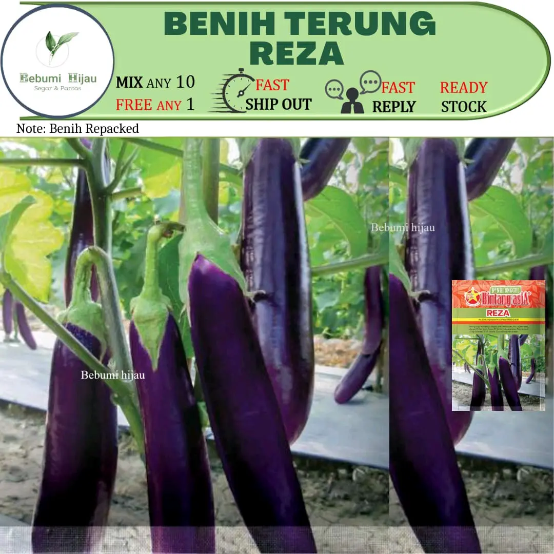 10 seed TERUNG REZA panjang ungu brinjal seed