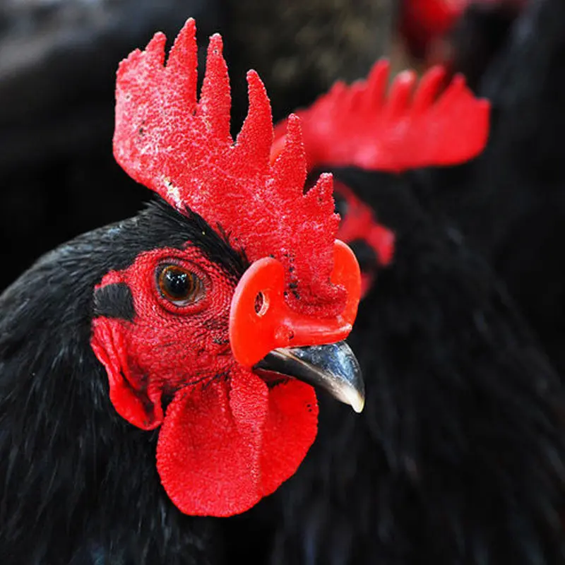 50pcs Kacamata Ayam Anti-pecking Goggles Chicken Glasses Farm Equipment Chicken Glasses Kaca Mata Ayam Kacamata Ayam 3