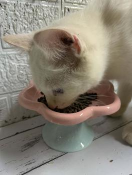 Product Review of Ceramic Flower Shape Cat Bowl Dog Bowl Larger Capacity Pet Feeding Water Bowl Anti-slip Cat Puppy Feeder Kitten Can Plate Easy To Wash from t**n 0