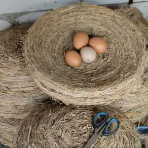 Sarang Taragan Wadah tempat Bertelur Ayam, perkutut, dara,puter dari Serat Jerami Ukuran Jumbo